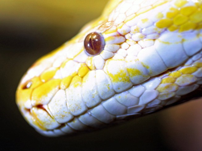 Please Don't Take My Python