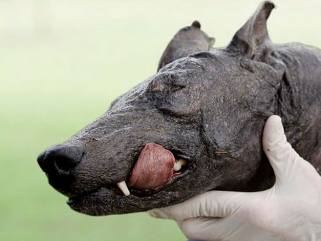Man Believes He Has Frozen Chupacabra