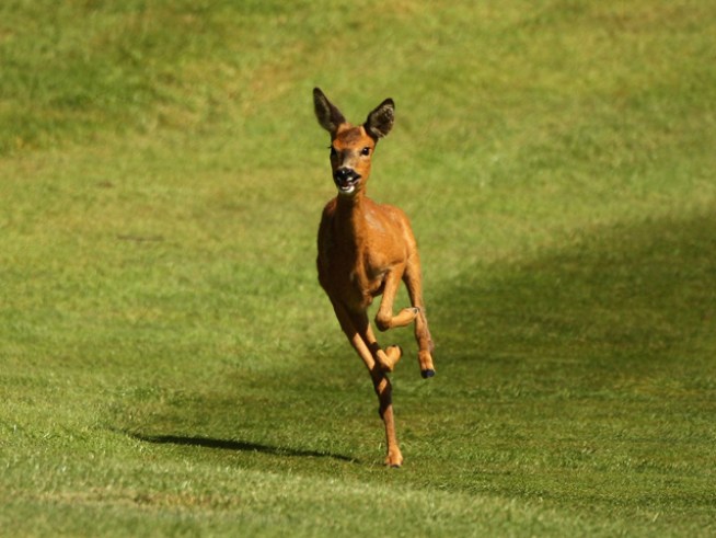 Oh Deer! Animal Causes Messy Commute