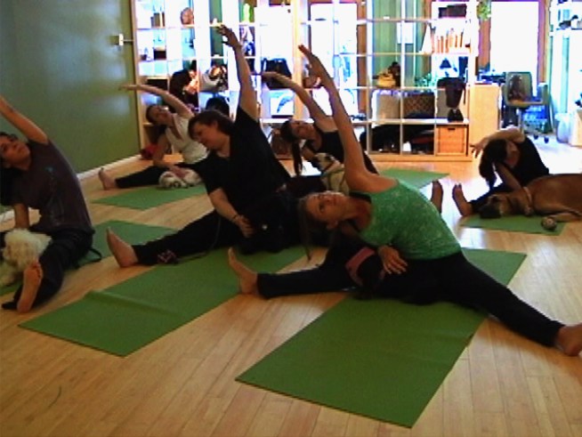 Downward Facing "Dog"  -- Yoga for Pooches