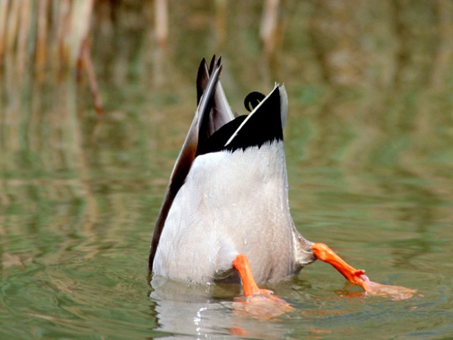 Yale Scientists Reveal Secrets of Duck Sex