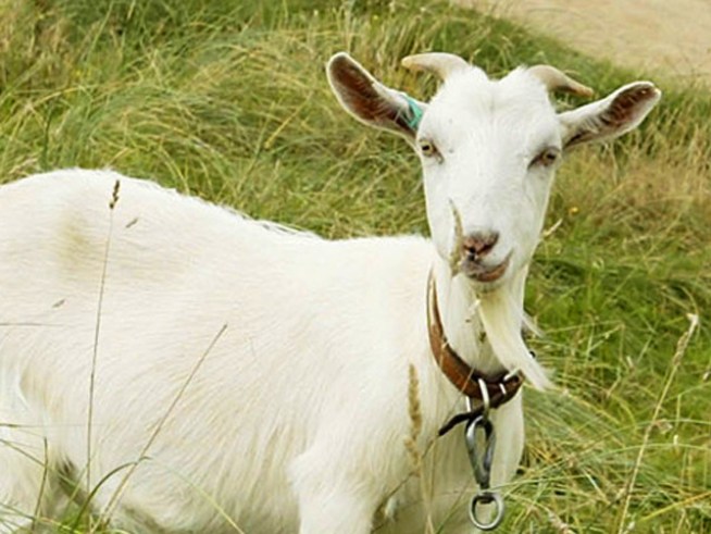 One Last Shot for Fair Food and Goat Judging 
