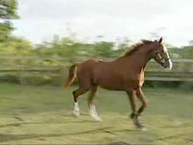 Man Accused of Horse-Sex Trouble — Again