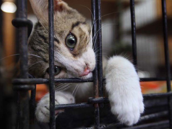 Finances Under Scrutiny at CT Humane Society