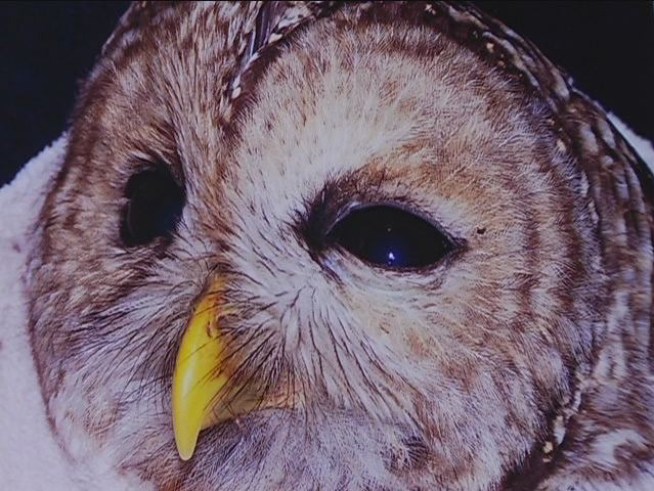 Investigators Hunt For Owl Poacher