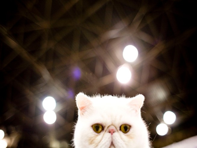 It's the Cat's Meow
