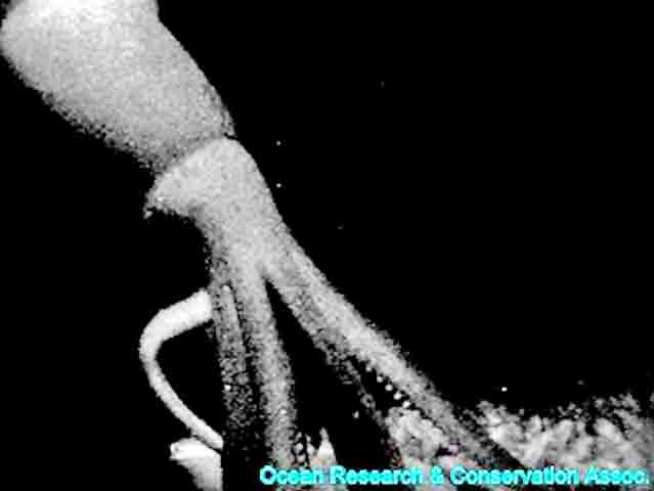 First-Ever Deep Sea Observatory Goes Live