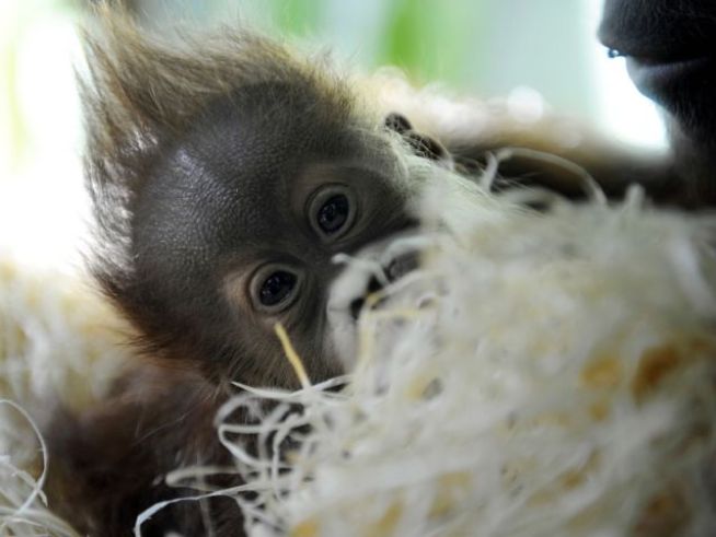 "Lil' Monkey" Doll Brings Racism to the Toy Aisle