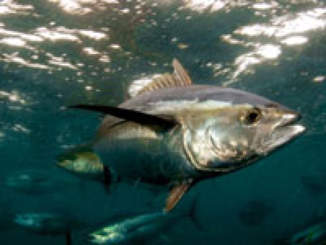 Company Recalls Tainted Tuna 