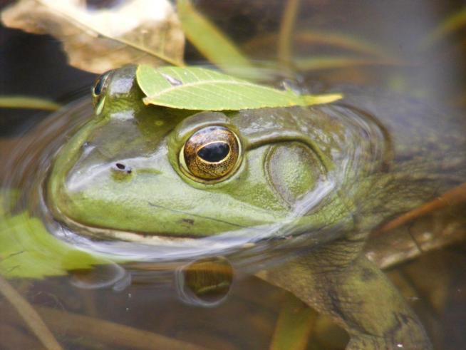 Sex and the Suburban Transgender Frog