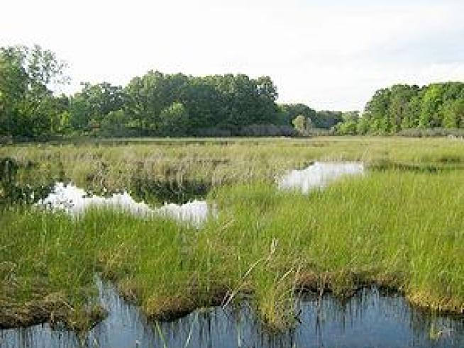 Rapanos Will Pay for Clean Water Act Violations