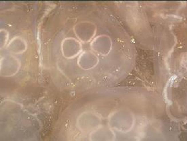 Jellyfish Swarms Invade Ecosystems Out of Balance
