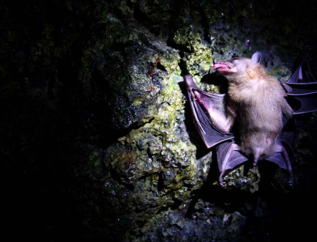Bat Bites Boy 15 Times