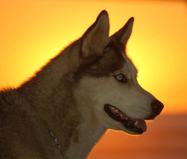 Dogs and Beer: Why Didn't We Think of That? 