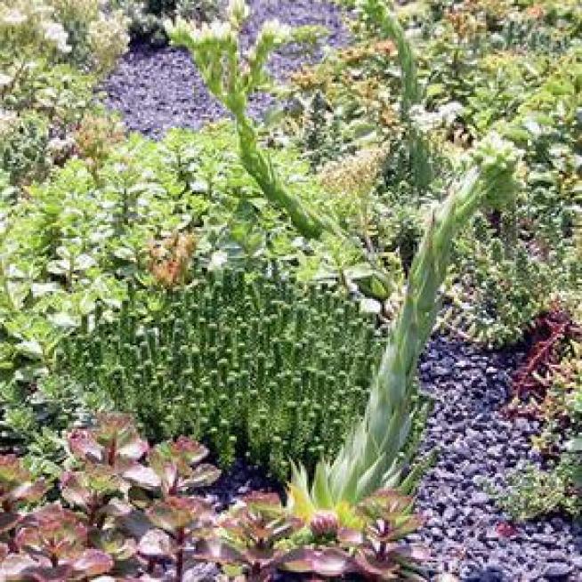 New Green Roof Graces Department of the Interior Building