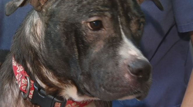 The Plainfield Animal Hospital is nursing a dog back to health after it was found abandoned at a Park and Ride lot off of 395 in Plainfield.