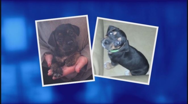 The Troubleshooters investigate a local pet store some customers claim sold them sick puppies.