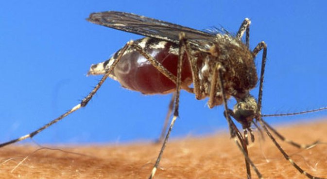 Mosquitoes Test Positive for EEE & West Nile