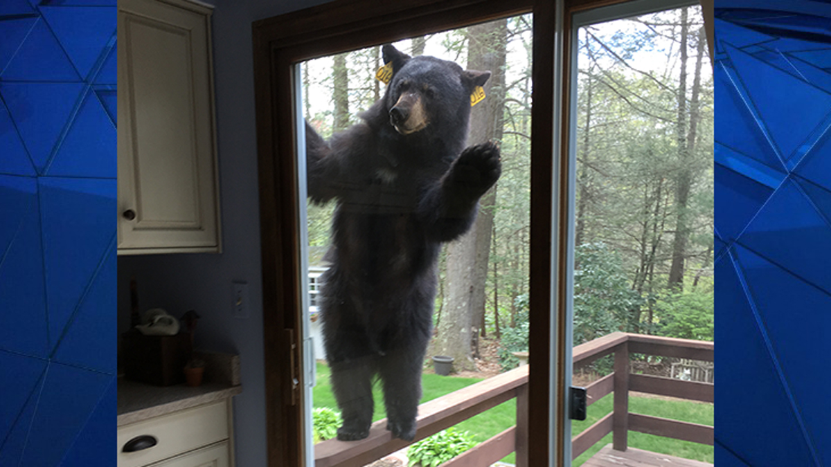 Nicki Minaj Posts Avon Bear Photo on Instagram