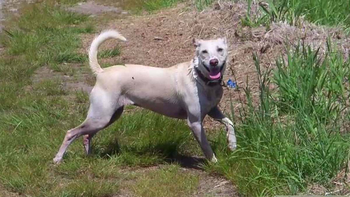 Rescue Pet Becomes Therapy Dog in Mystic