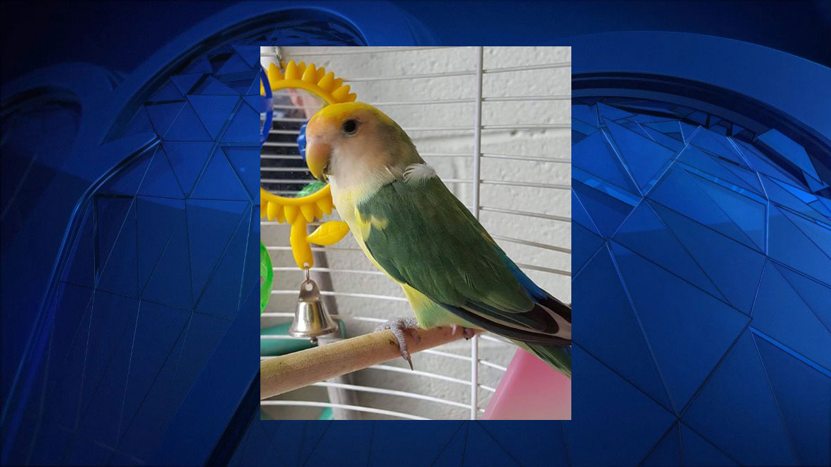 Bird Found in GoldRoc Diner in West Hartford