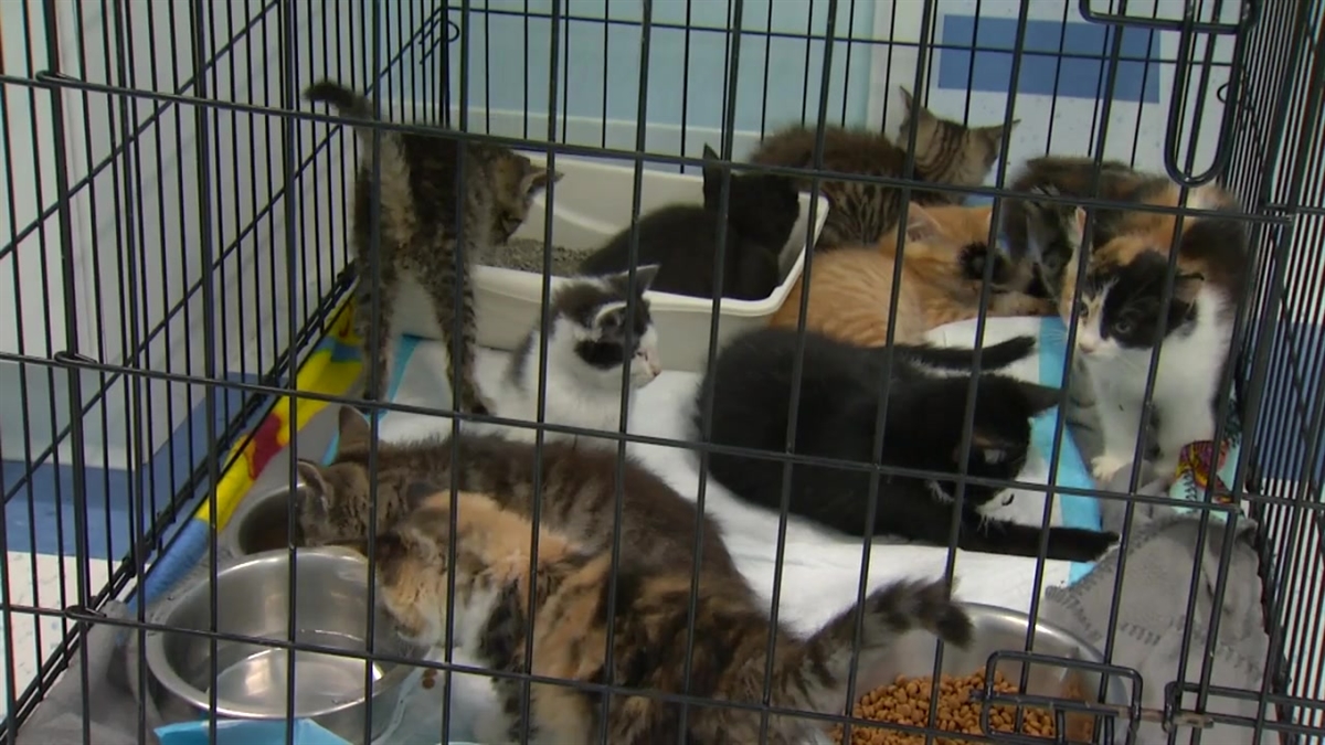 Clear the Shelters Kitty Cam