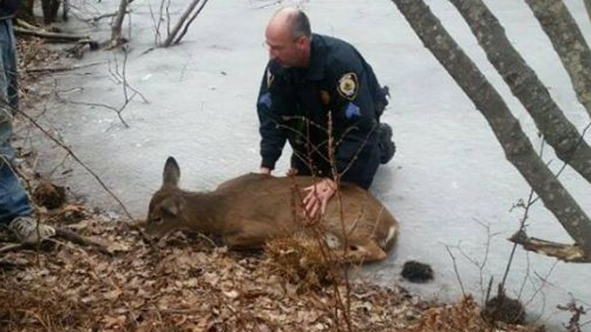 Crews Rescue Deer Stuck on Ice in Canton