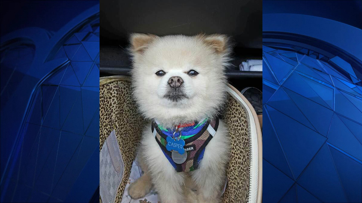 Dog Stolen from Car at Plaza in Wallingford Found