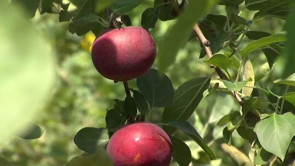 Early Apple Crop Ready for Picking at Lyman Orchards