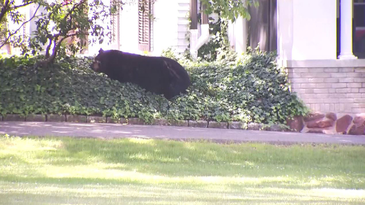 Roaming Bear Takes Nap Near Miss Porter’s School
