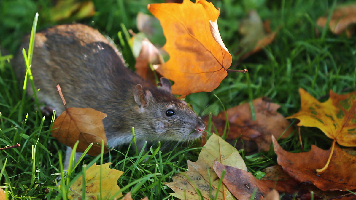 Hartford and New Haven in Top 20 of Cities for Rats