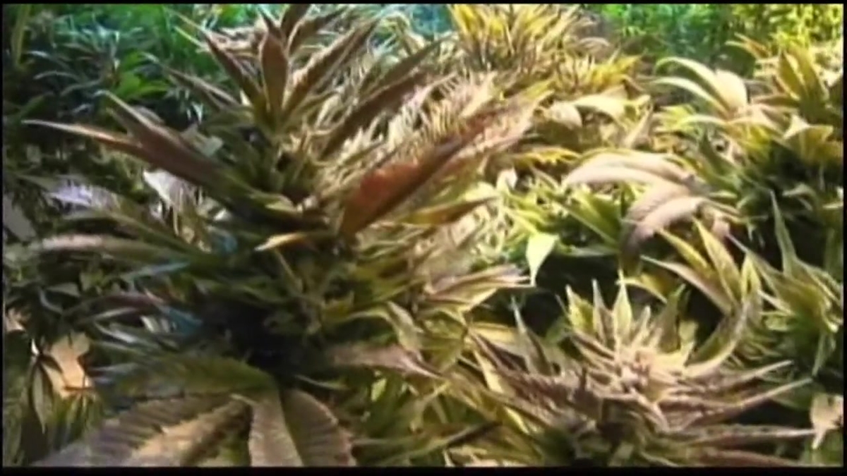 State Approves First Medical Marijuana Research Program