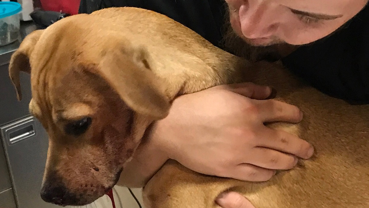 Man Shot Dog During Domestic Dispute: Hartford Police