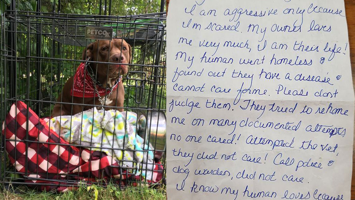 'No One Would Help': Owner Leaves Note With Dog in Harwinton