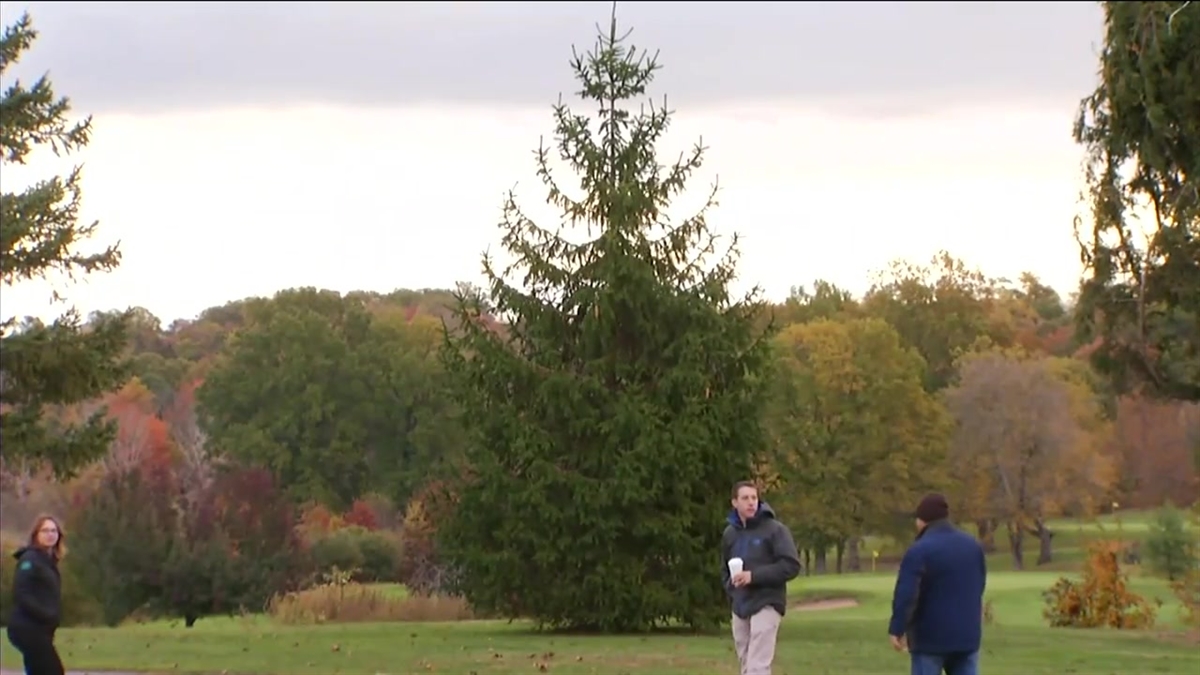 65-Foot Holiday Tree Arrives on New Haven Green