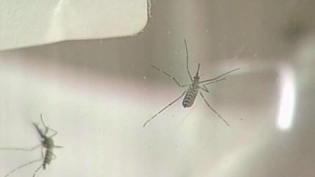 Mosquitoes in Four Towns Test Positive for West Nile Virus