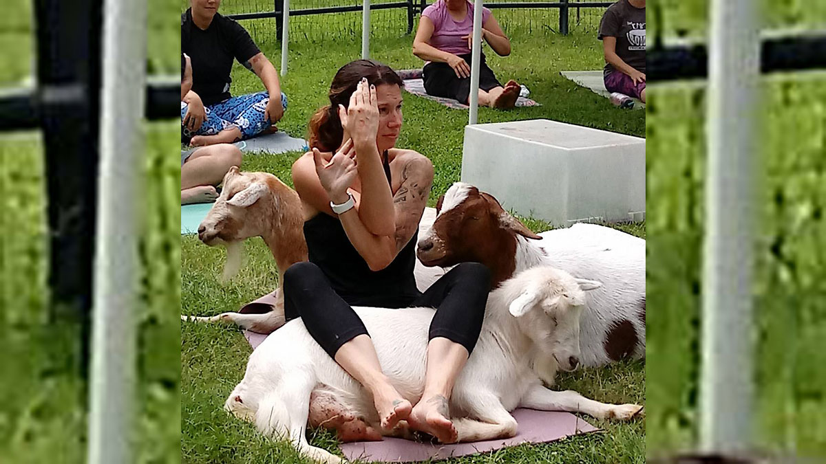 Namaste: Goat Yoga in Manchester