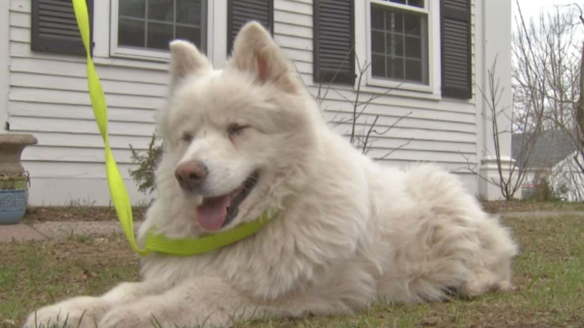 Middletown Dog Stranded on Island Reunited With Owner