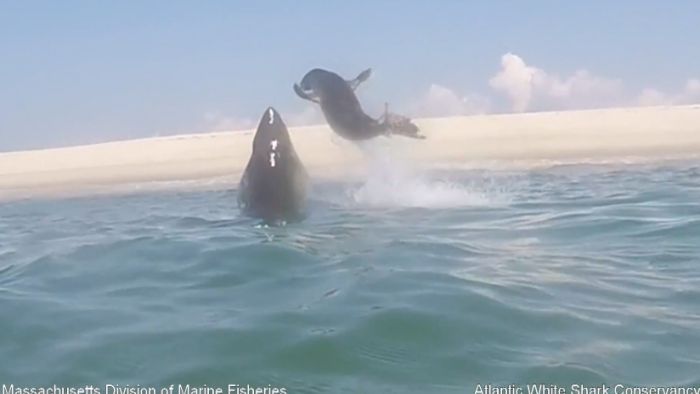 Video Shows Seal's Dramatic Escape From Shark