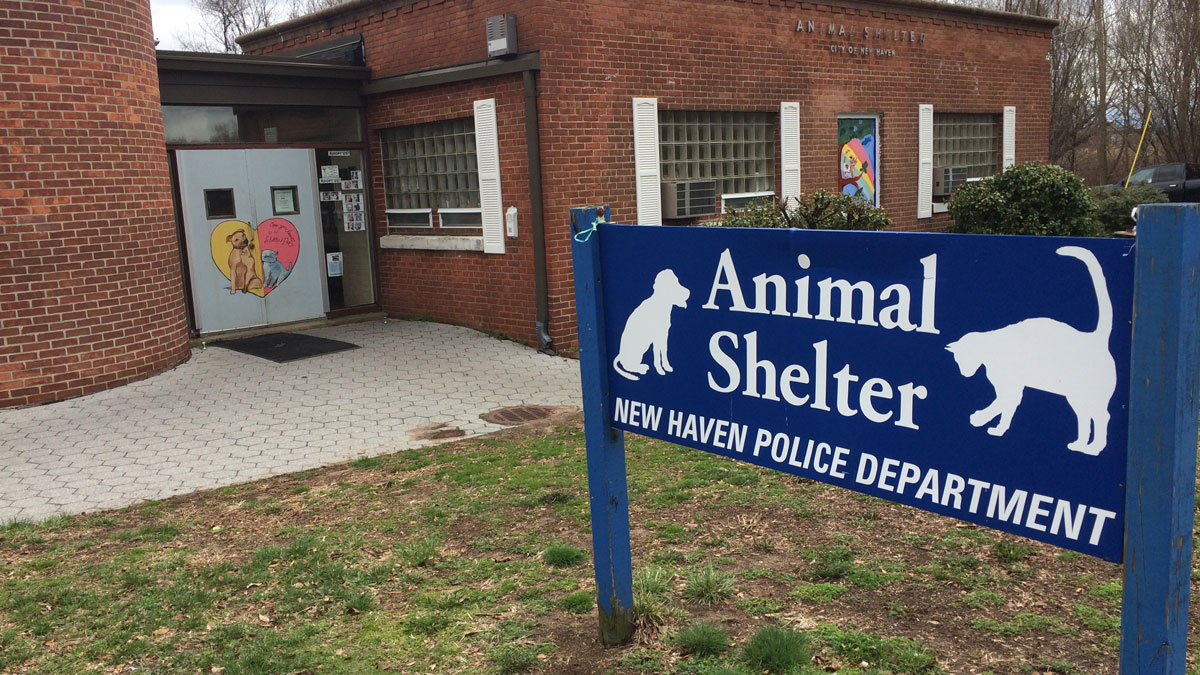 Renovations To New Haven’s Animal Shelter Begin Next Week