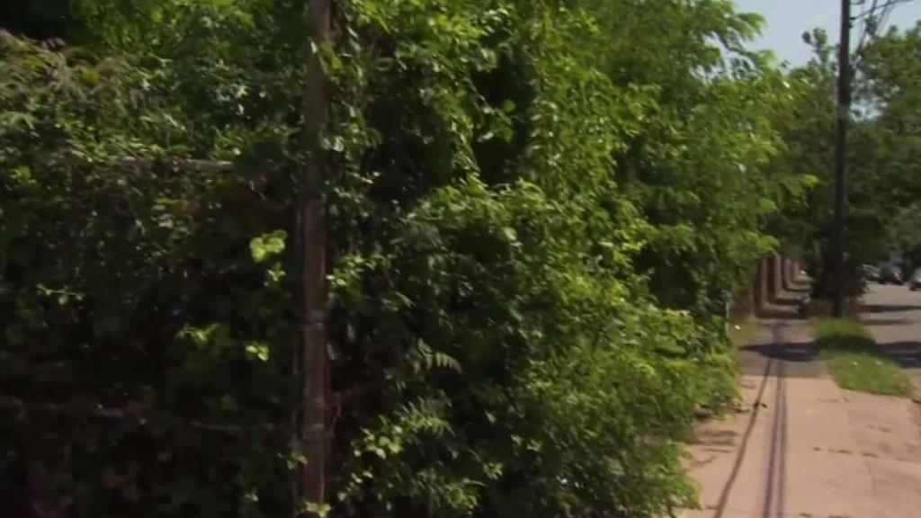 New Haven Neighbors Want Overgrown Lot Cleaned Up