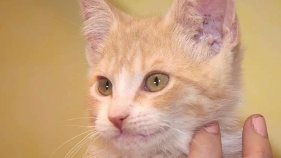 A Second Chance: 60 Kittens Saved From Death Row; 13 to CT