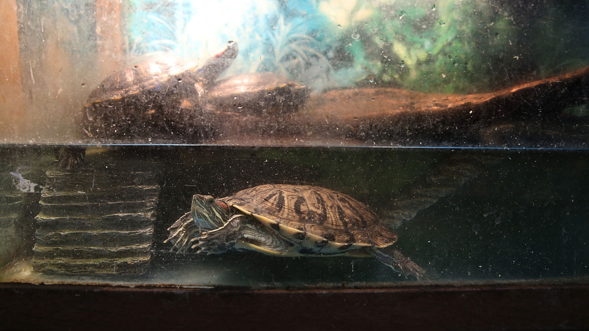 3 Salmonella Cases in Connecticut Linked to Pet Turtles