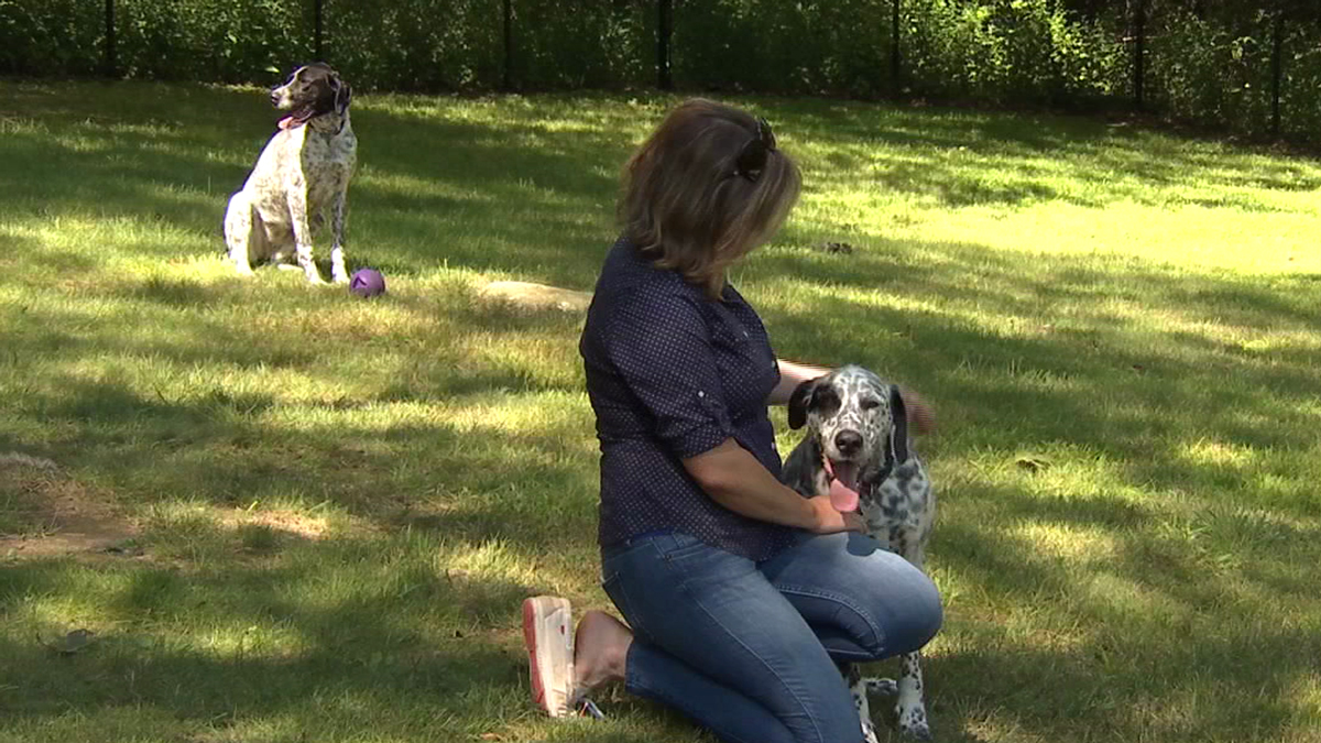 Rupert and Reginy Need a Forever Home