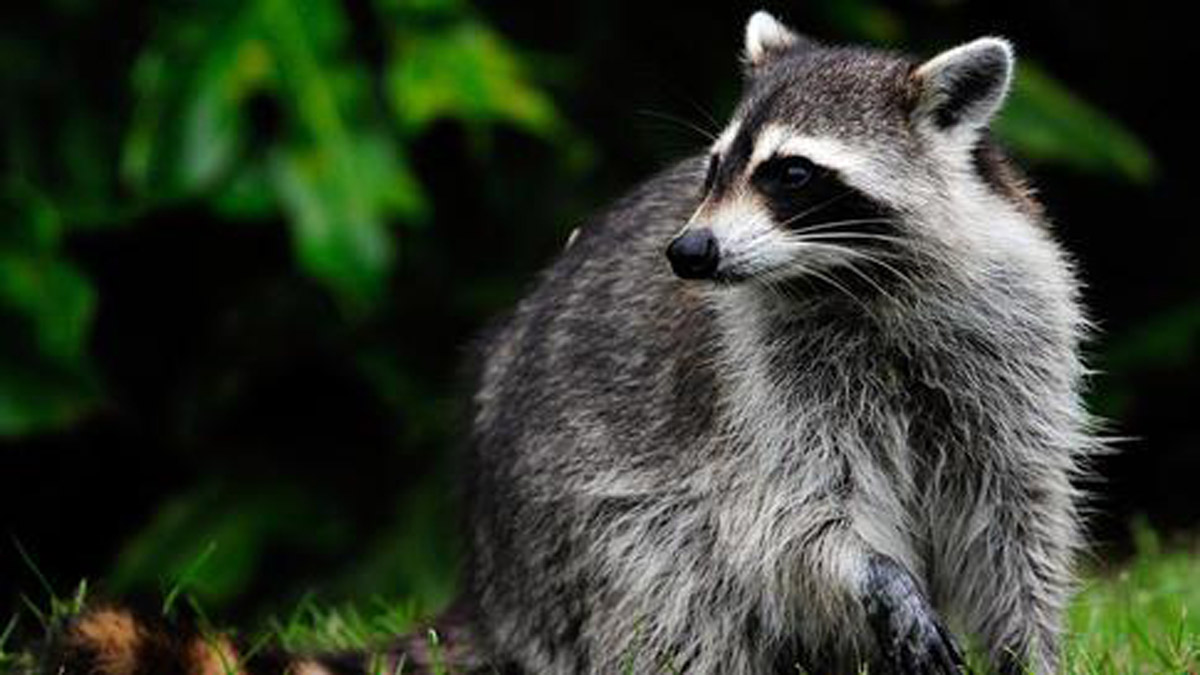 Suffield Police Issue Warning After 2 Dogs Bitten by Raccoon
