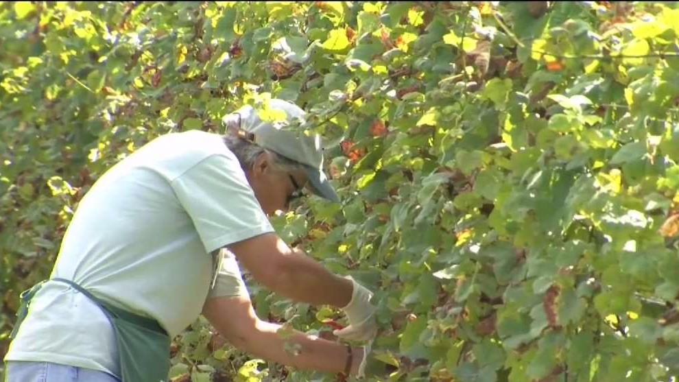 Summer Weather Delays Wine Harvest