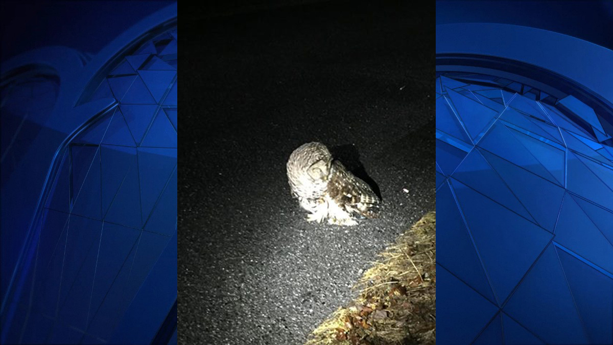 Owl Crashes into Car's Windshield in Thomaston