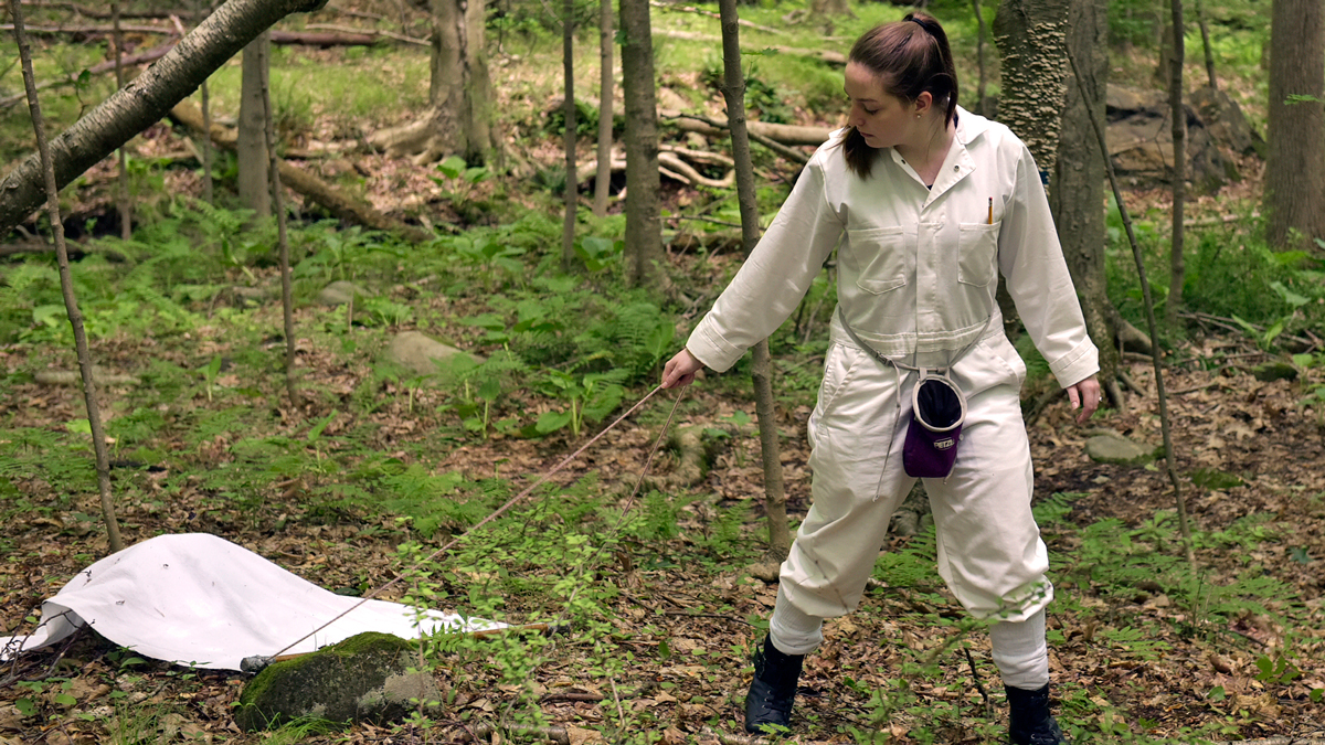 WCSU Lab Records Highest Level of Deer Ticks Since 2011