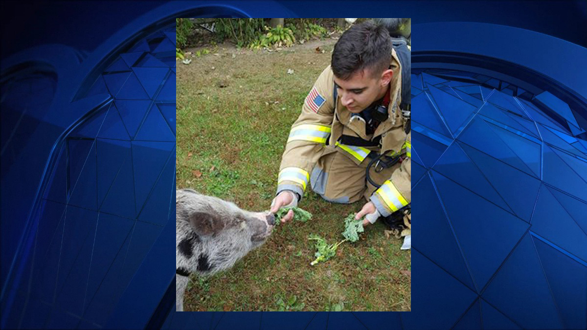 Trumbull Firefighters Befriend Pig During CO Call