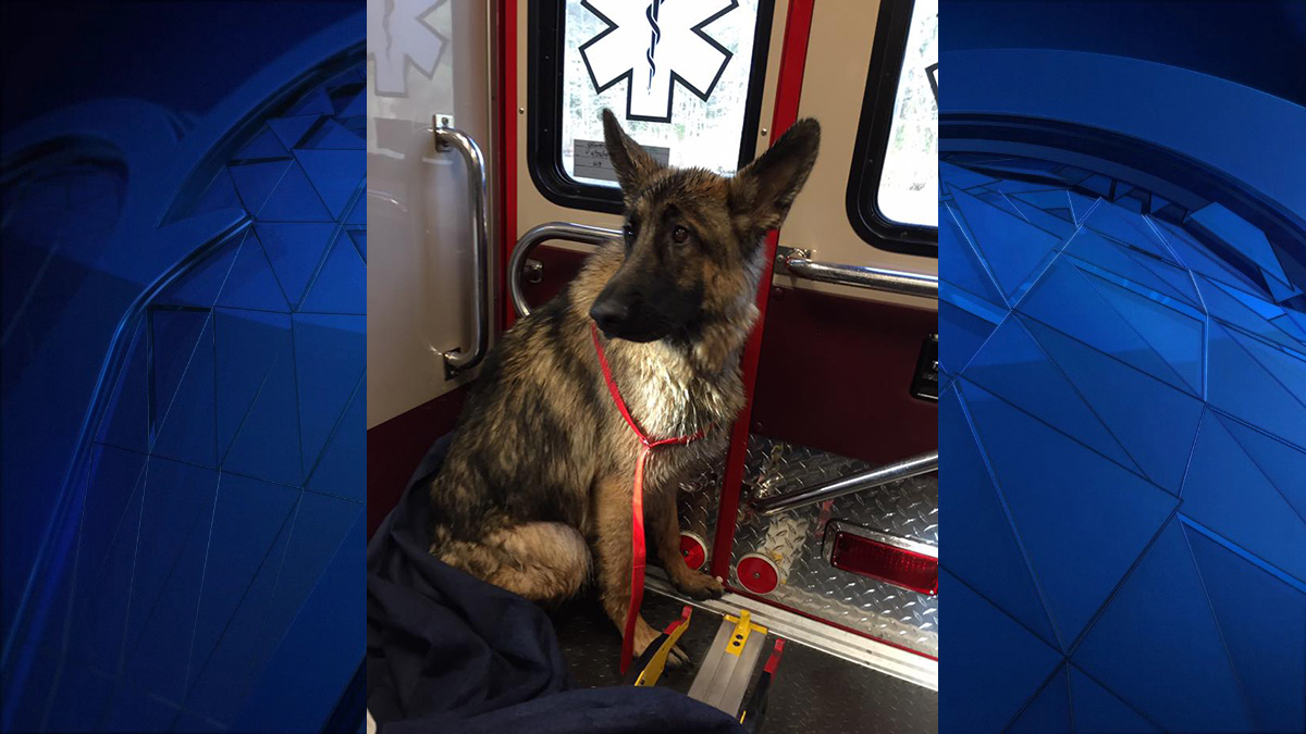 Voluntown Volunteer Firefighters Rescue Dog From Icy Pond